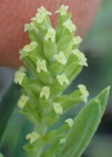Salix sp.f flower